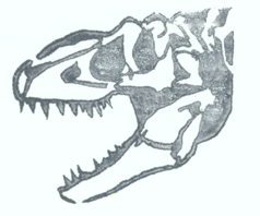 Allosaurus skull