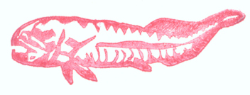 Armorfish