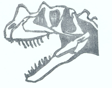 Carnosaur skull