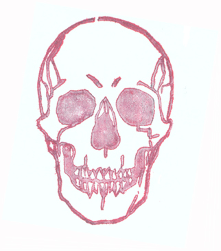 Human Skull