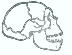 Homo habilis