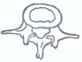 vertebra