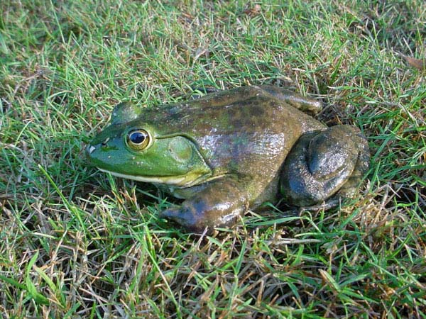 bullfrog