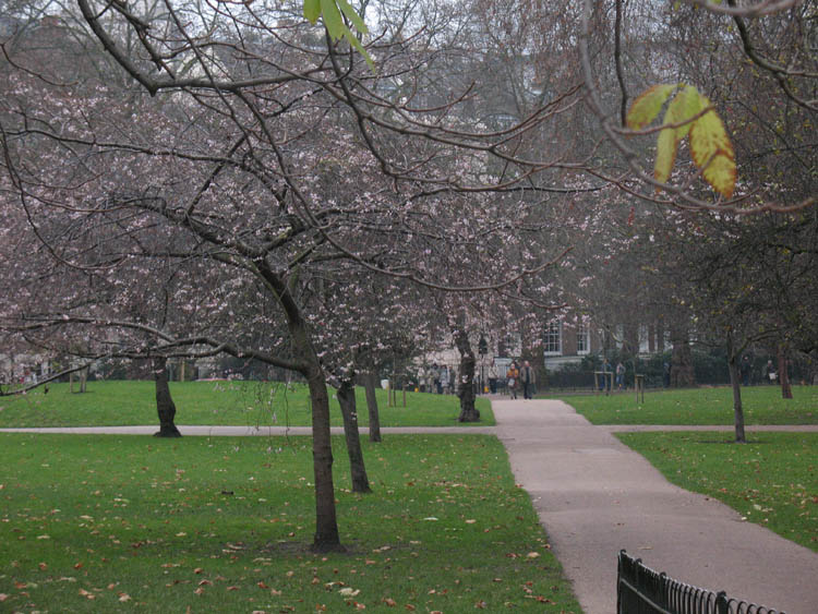 The park in December.  Blossoms!